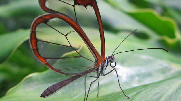 Vlindervleugels moeten spiegeling schermen verminderen - Fieret Optiek